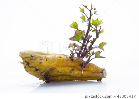 地瓜， 番薯 ，塊根類蔬菜，sweet potato, root vegetables, 45303417