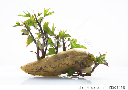 地瓜， 番薯 ，塊根類蔬菜，sweet potato, root vegetables, 45303418