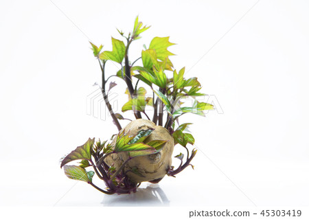 地瓜， 番薯 ，塊根類蔬菜，sweet potato, root vegetables, 45303419