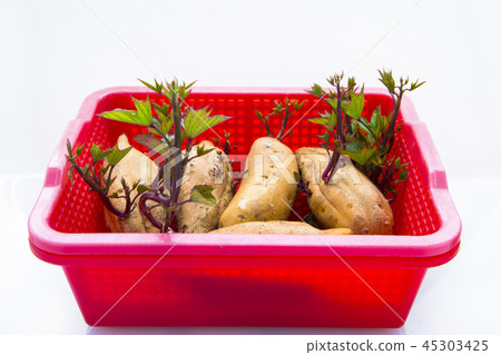 地瓜， 番薯 ，塊根類蔬菜，sweet potato, root vegetables, 45303425