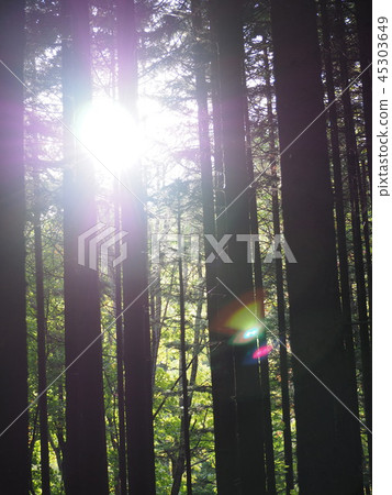 Forest Forest 45303649