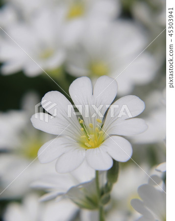 Ceras Tume花 Ceras Tume花 45303941