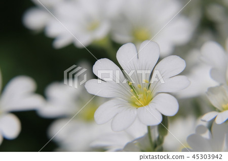 Ceras Tume Flower Ceras Tume Flower 45303942