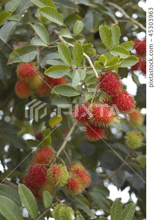 Rambutan 45303963