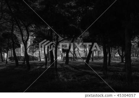 Dark forest park Dark forest park 45304057