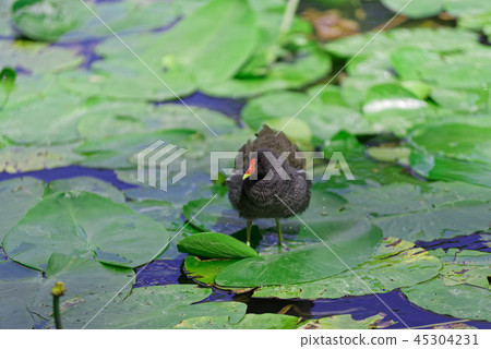 Gallinula Chloropus - common moorhen Gallinula Chloropus - common moorhen 45304231
