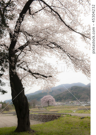 Ed Higan Sakura/Wonitsuka Sakura 45304232