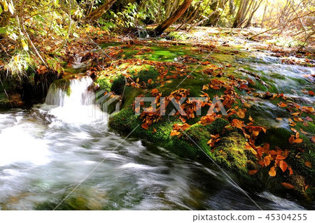 餃子和鼻子 45304255