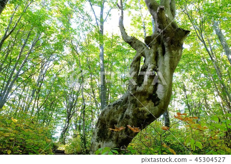 餃子和鼻子 餃子和鼻子 45304527