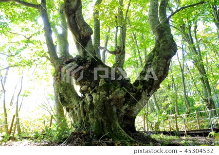 Dumplings and noses 45304532