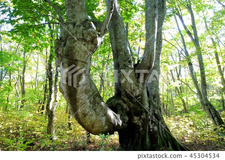 餃子和鼻子 餃子和鼻子 45304534