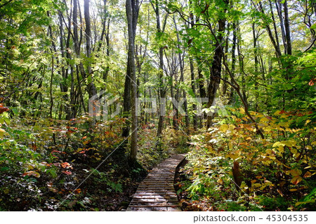 Dumplings and noses 45304535