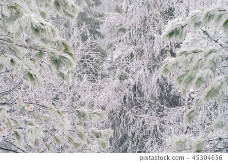fabulous winter forest fabulous winter forest 45304656