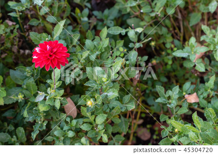 Red flower	 45304720