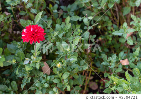 Red flower	 45304721
