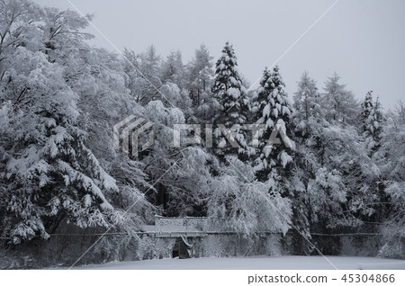 Forest trees covered with plenty of snow and exposed in tree shape 45304866