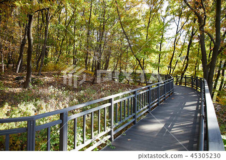 Autumn Trail Autumn Trail 45305230