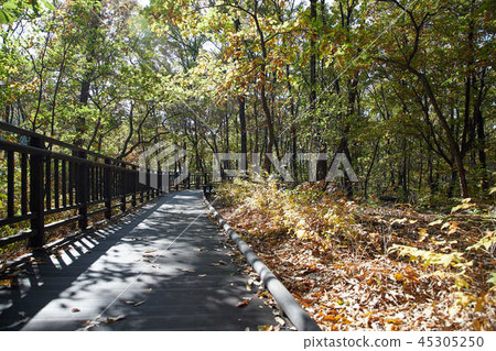Autumn Trail Autumn Trail 45305250