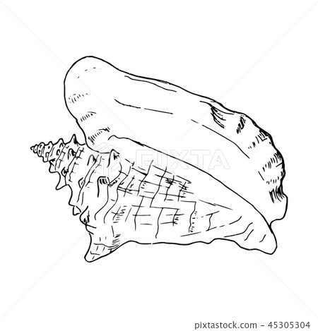 Set of various beautiful mollusk sea shells Set of various beautiful mollusk sea shells 45305304