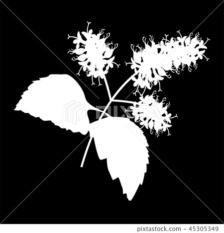 Sprig patchouli isolated logo icon. silhouette. Sprig patchouli isolated logo icon. silhouette. 45305349