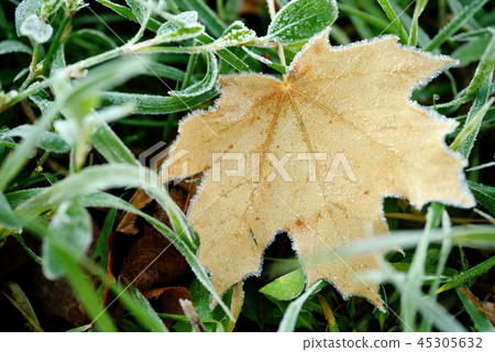 Frozen autumn natural close up colorfull red, green, yellow leaves. 45305632