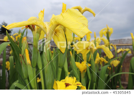 Iris Iris 45305845