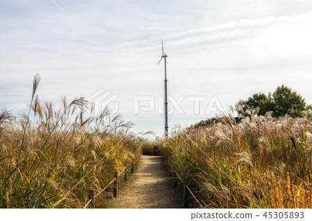 field of reeds in haneul park 45305893