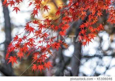 autumn leaves close up in changgyeonggung 45306046