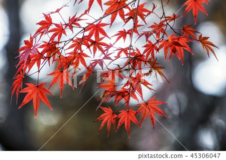 autumn leaves close up in changgyeonggung 45306047