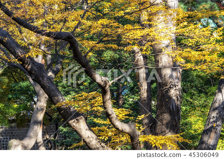 autumn leaves foliage in changgyeonggung 45306049