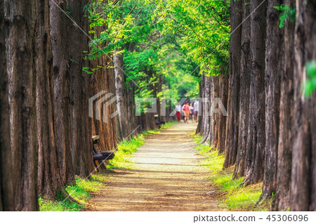 metasequoia park in haneul park 45306096