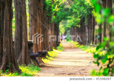 metasequoia park in haneul park metasequoia park in haneul park 45306097