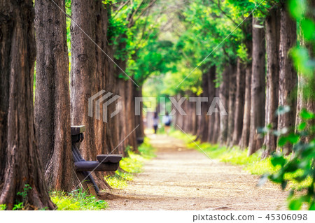 metasequoia park in haneul park 45306098