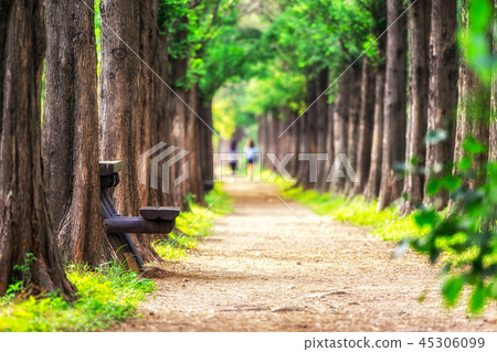 metasequoia park in haneul park metasequoia park in haneul park 45306099