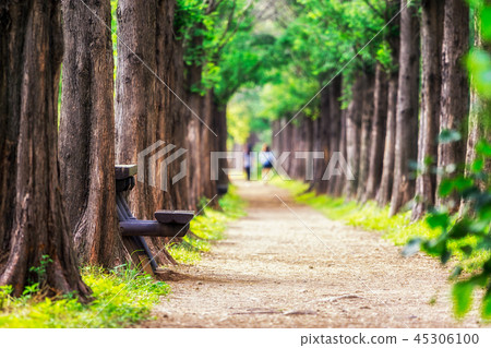 metasequoia park in haneul park metasequoia park in haneul park 45306100