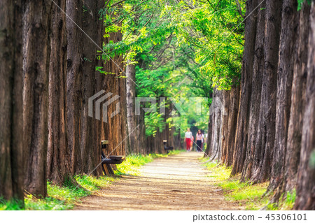 metasequoia park in haneul park metasequoia park in haneul park 45306101