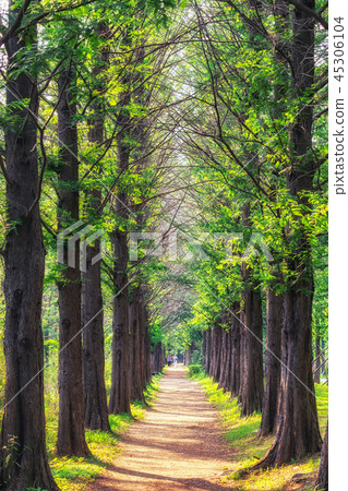 metasequoia park in haneul park metasequoia park in haneul park 45306104