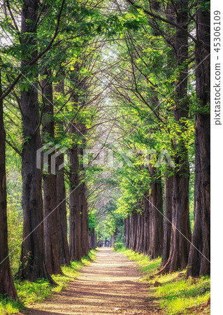 metasequoia park in haneul park metasequoia park in haneul park 45306109