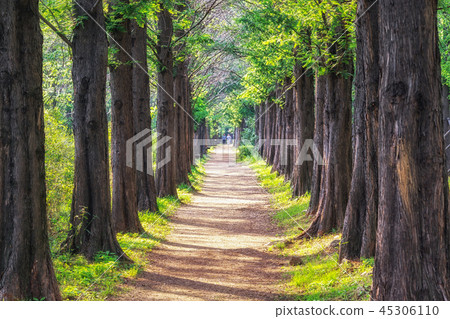 metasequoia park in haneul park metasequoia park in haneul park 45306110