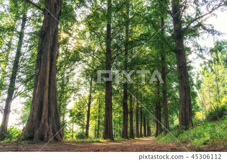 metasequoia park in haneul park metasequoia park in haneul park 45306112