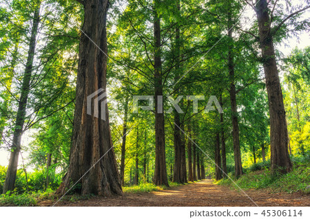 metasequoia park in haneul park metasequoia park in haneul park 45306114