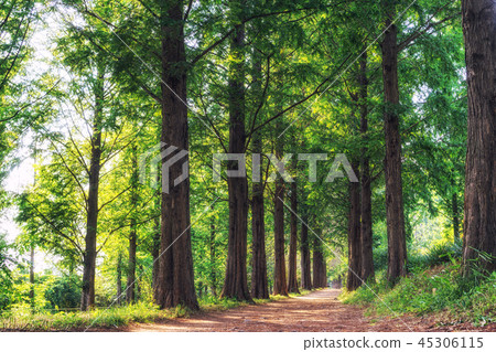 metasequoia park in haneul park metasequoia park in haneul park 45306115