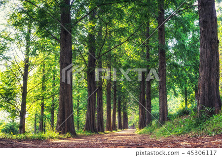 metasequoia park in haneul park metasequoia park in haneul park 45306117