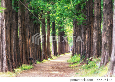 metasequoia park in haneul park metasequoia park in haneul park 45306122
