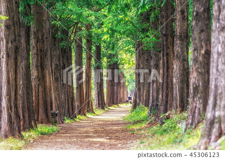 metasequoia park in haneul park 45306123