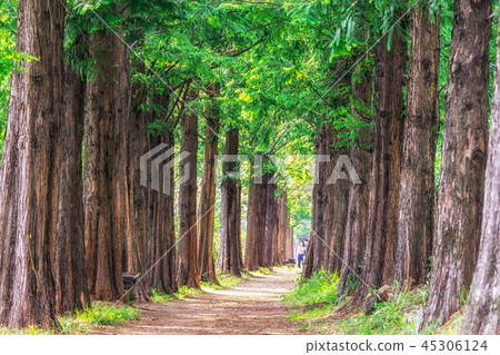 metasequoia park in haneul park metasequoia park in haneul park 45306124
