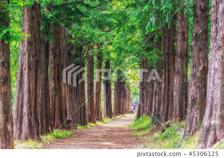 metasequoia park in haneul park 45306125