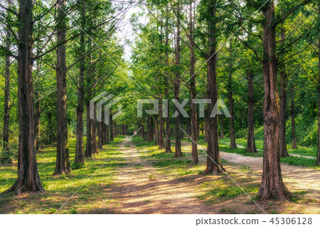 metasequoia park in haneul park 45306128
