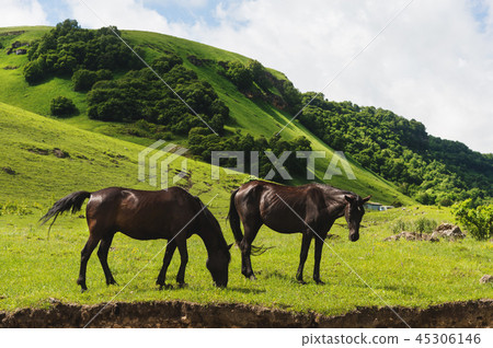 A pair of horses grazing on green pastures in a mountain valley of a mountain gorge on hills of 45306146
