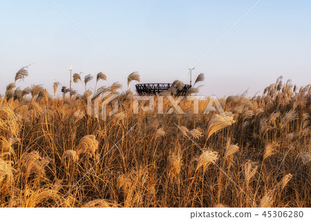 Wild reeds in haneul park Wild reeds in haneul park 45306280